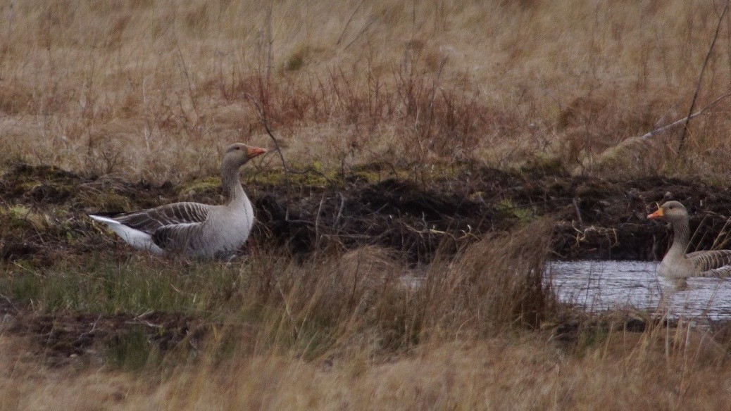 Graylag Goose - Steve Lindley