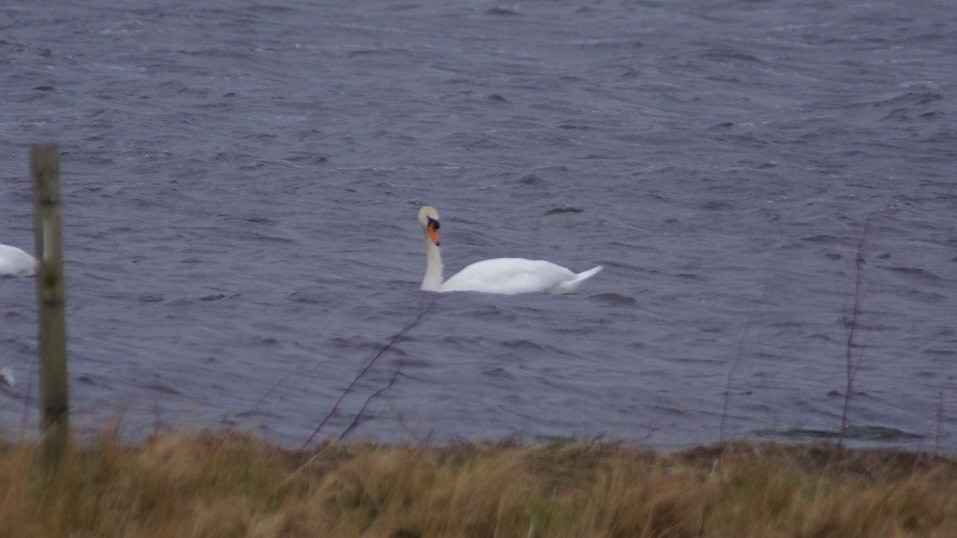 Cygne tuberculé - ML616849017