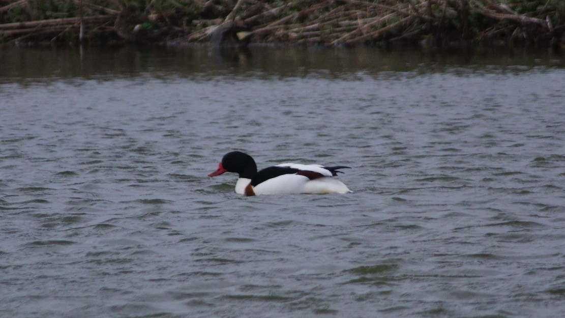 Common Shelduck - ML616849019