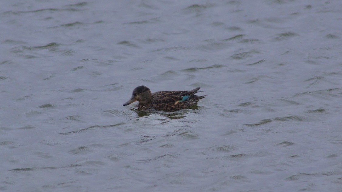 Green-winged Teal - ML616849024