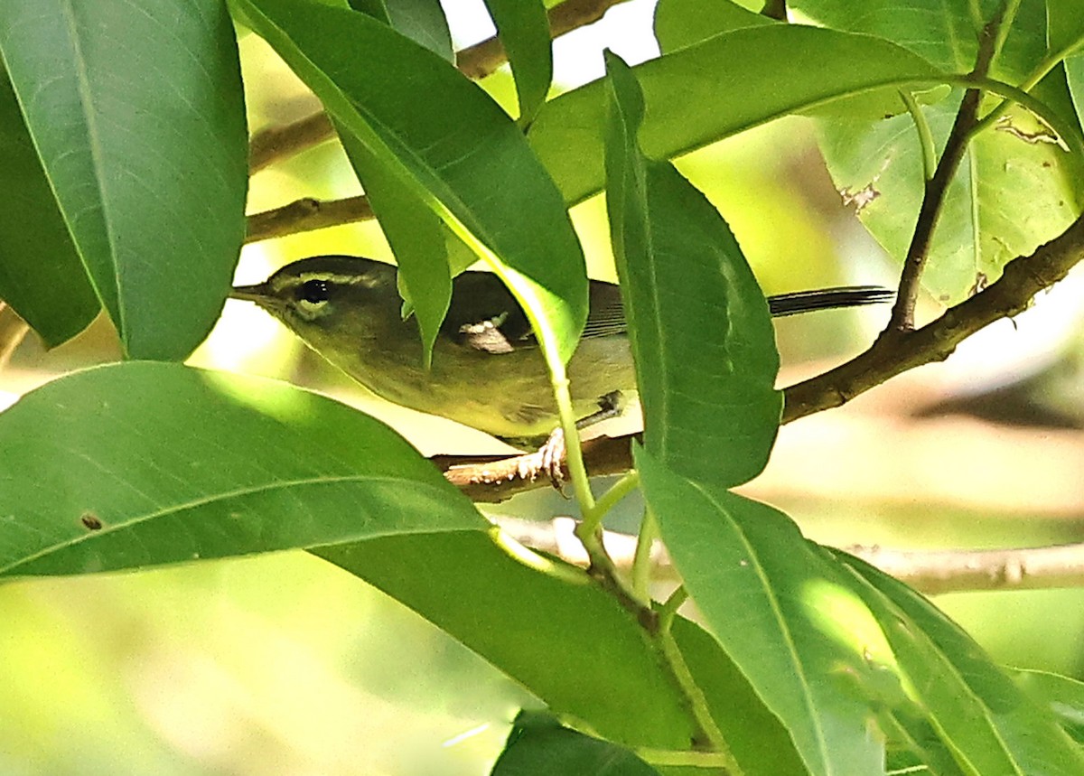Plumbeous Warbler - ML616849030