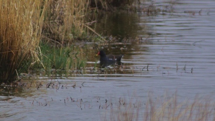 Eurasian Moorhen - Steve Lindley