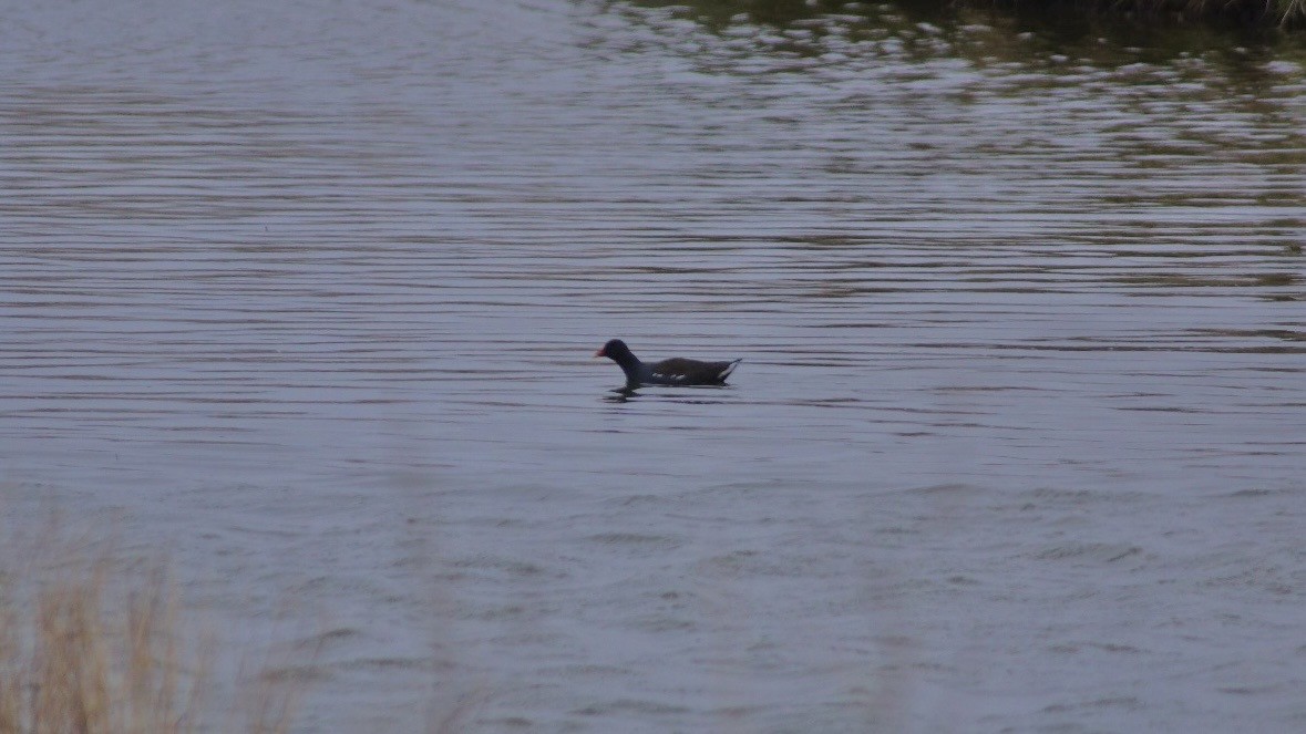 Eurasian Moorhen - Steve Lindley