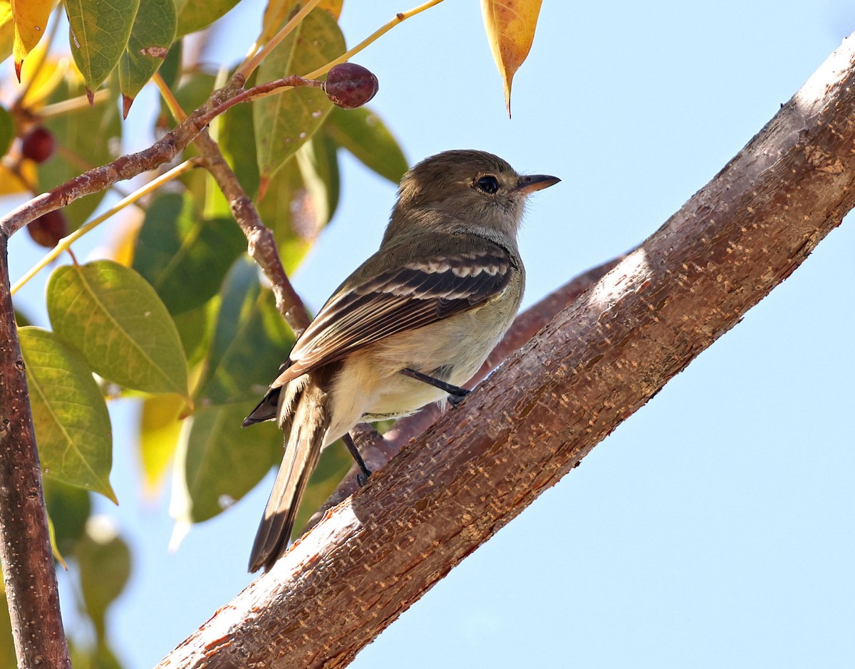 Caribbean Elaenia - ML616849043
