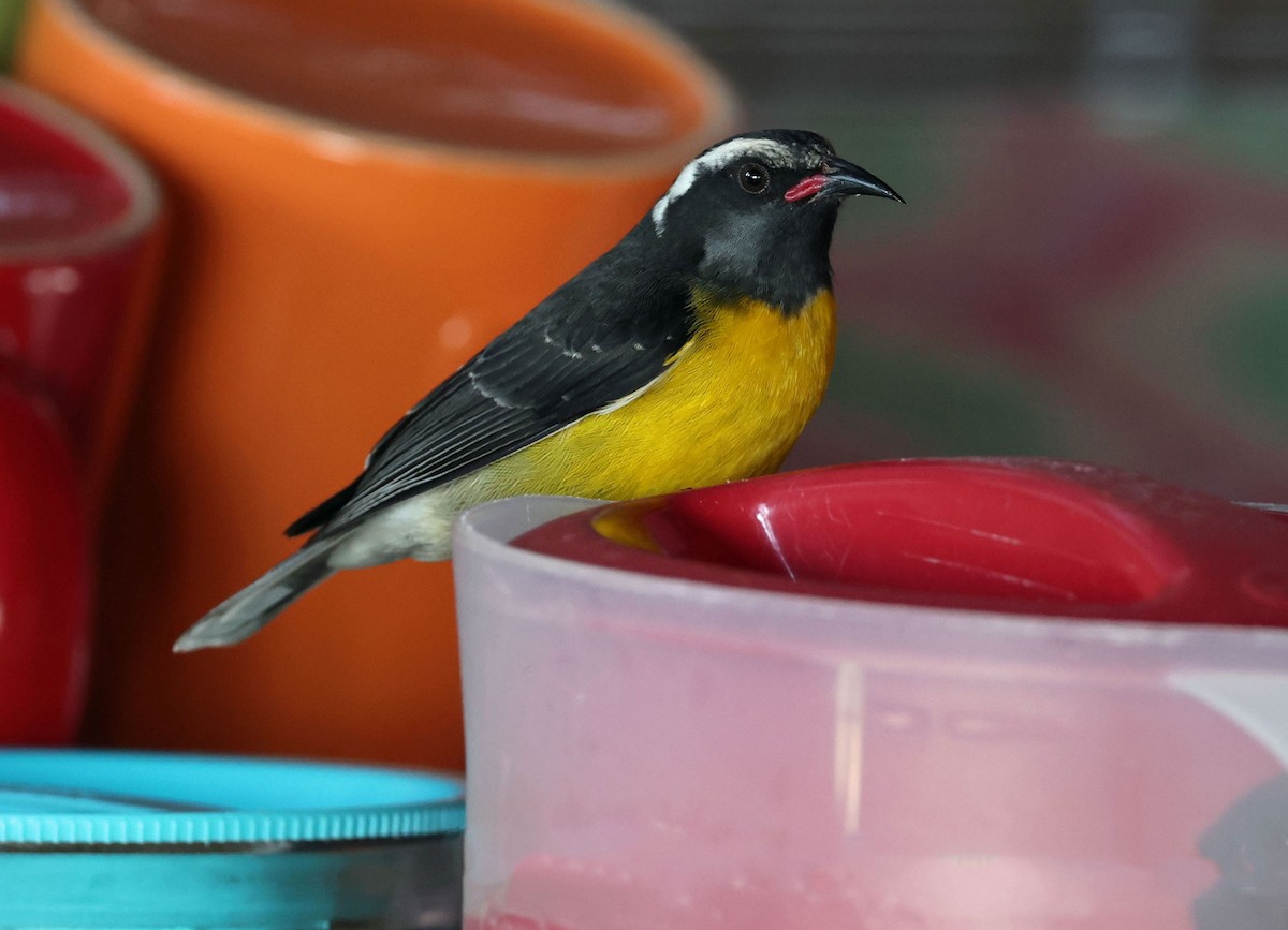 Bananaquit (Lesser Antillean) - ML616849055