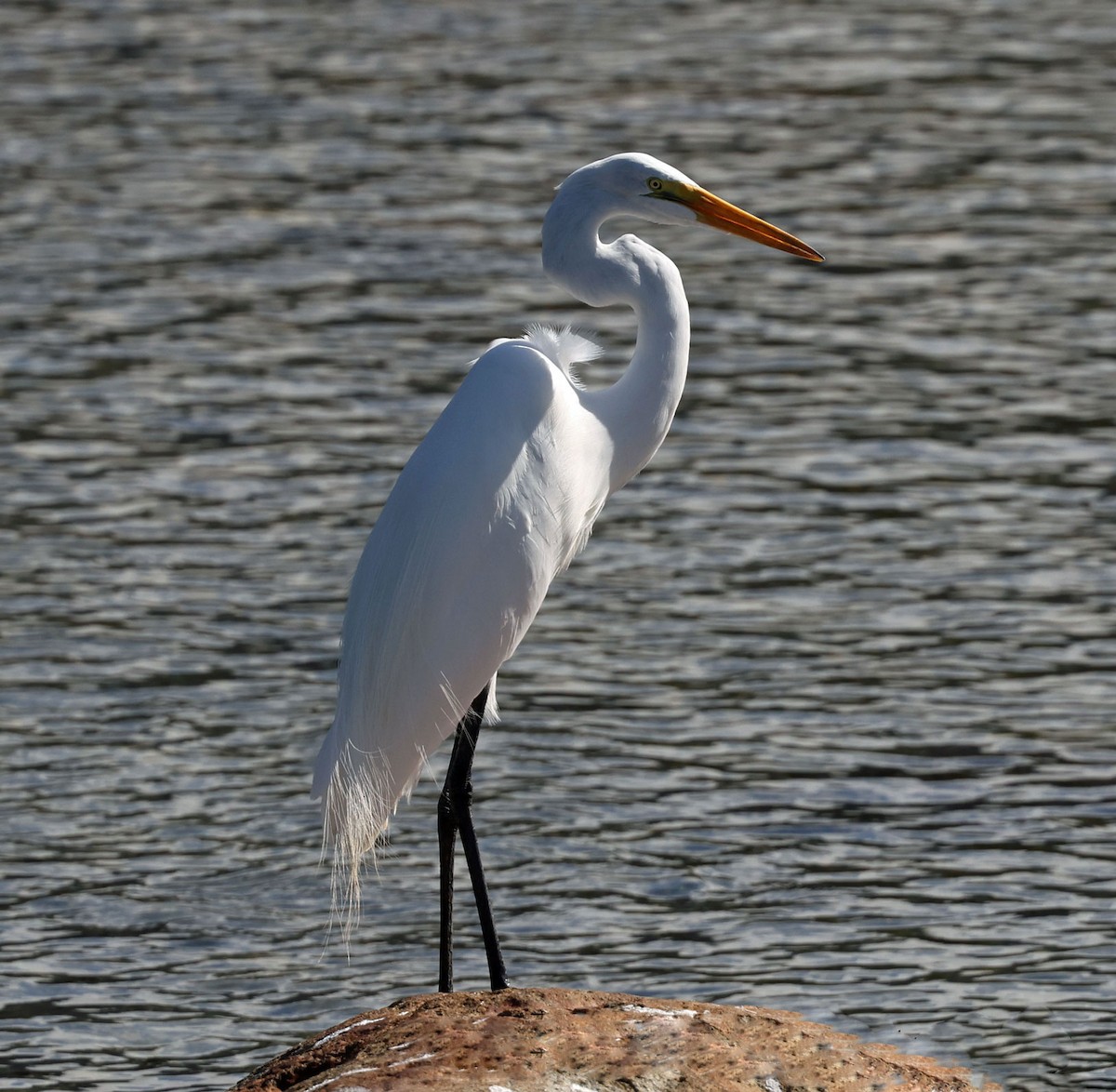 Great Egret - ML616849075