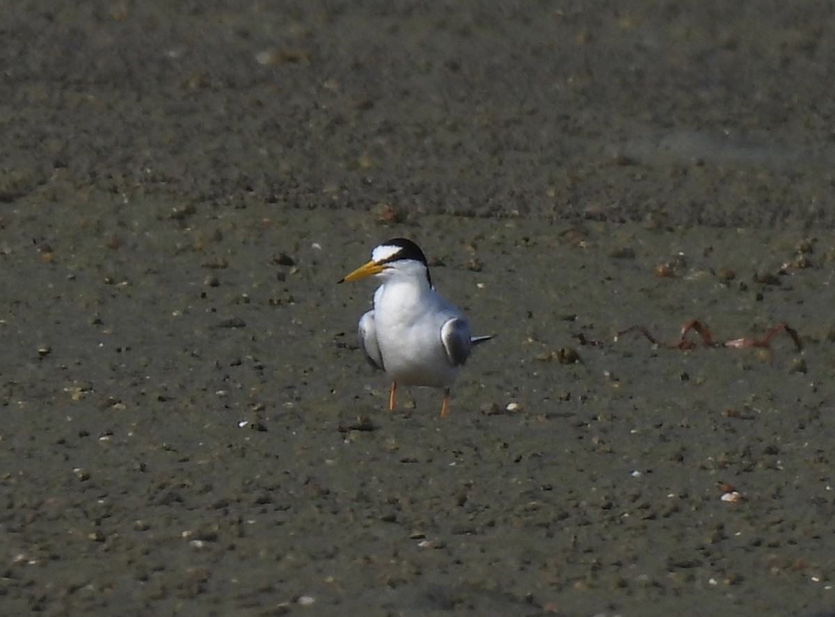 Little Tern - ML616849101