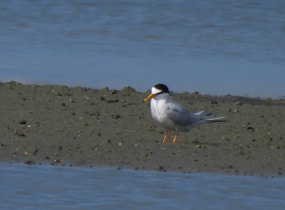 Little Tern - ML616849102