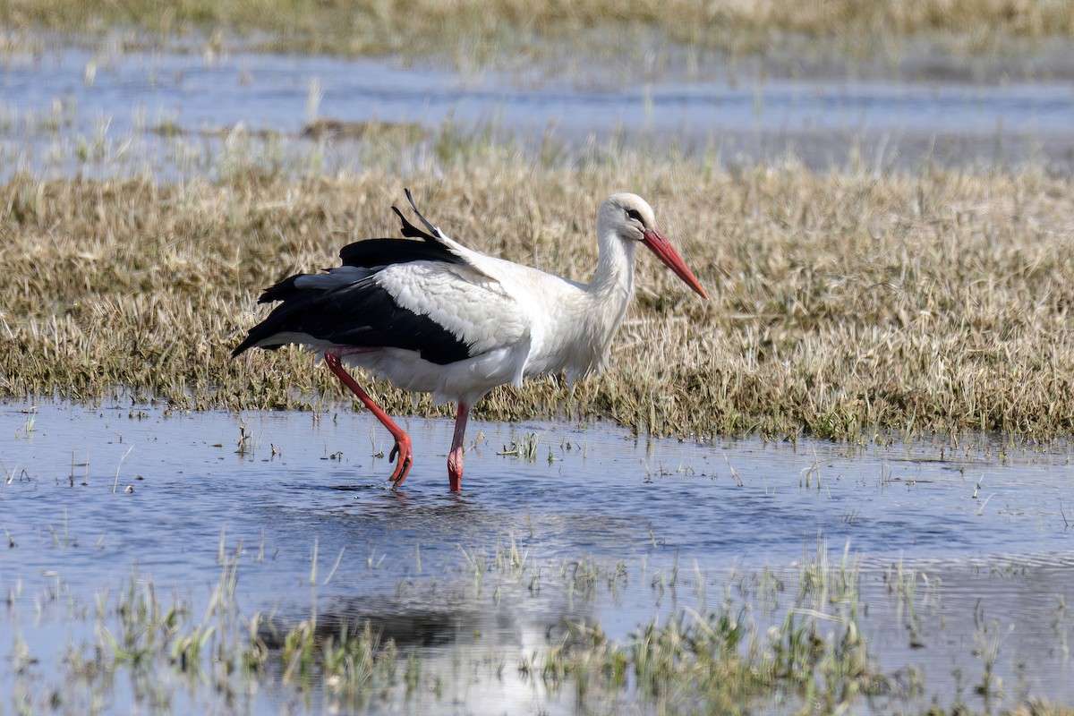 White Stork - ML616849115