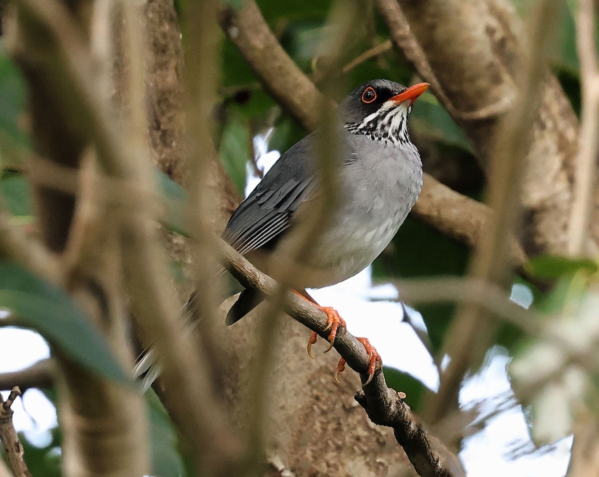 Eastern Red-legged Thrush - ML616849118