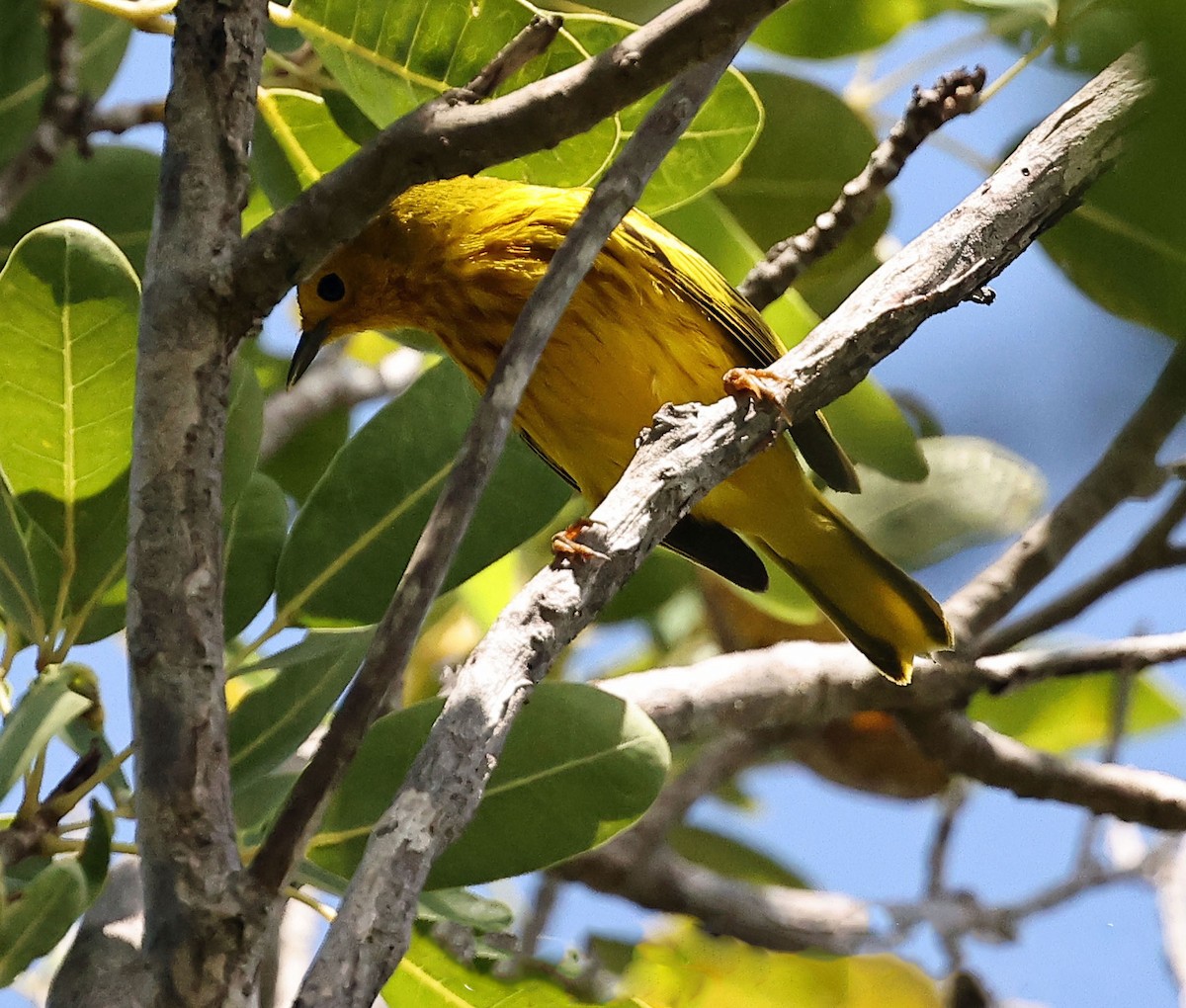 Mangrove Yellow Warbler (Lesser Antillean) - ML616849120