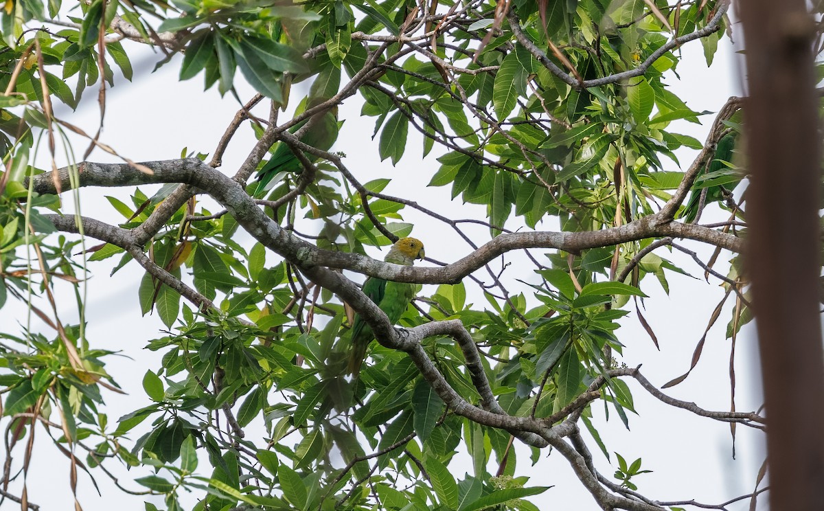 Желтоголовый жоффруа - ML616849121