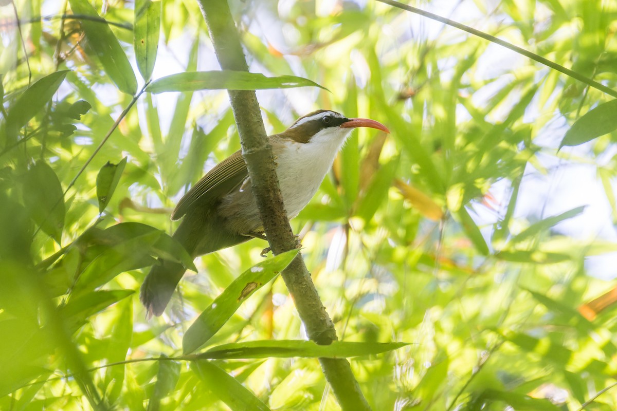 Red-billed Scimitar-Babbler - ML616849130