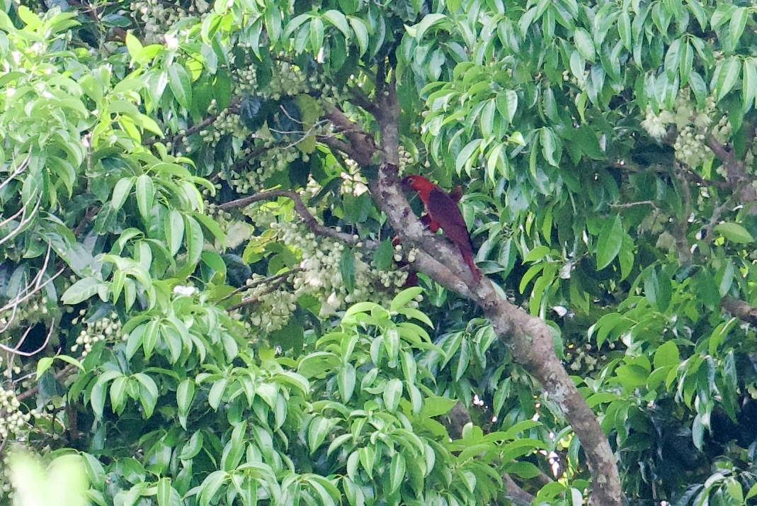 Cardinal Lory - ML616849131