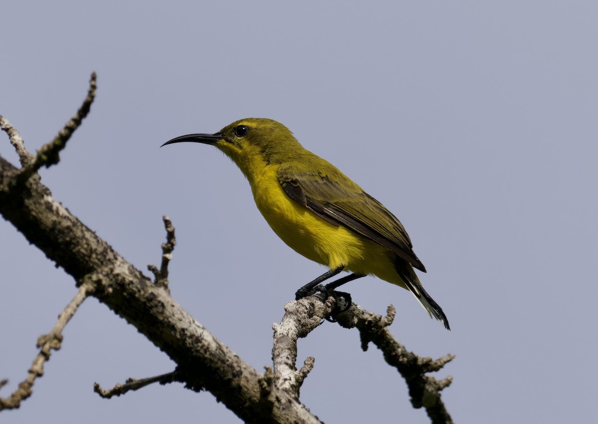 Sahul Sunbird - ML616849146