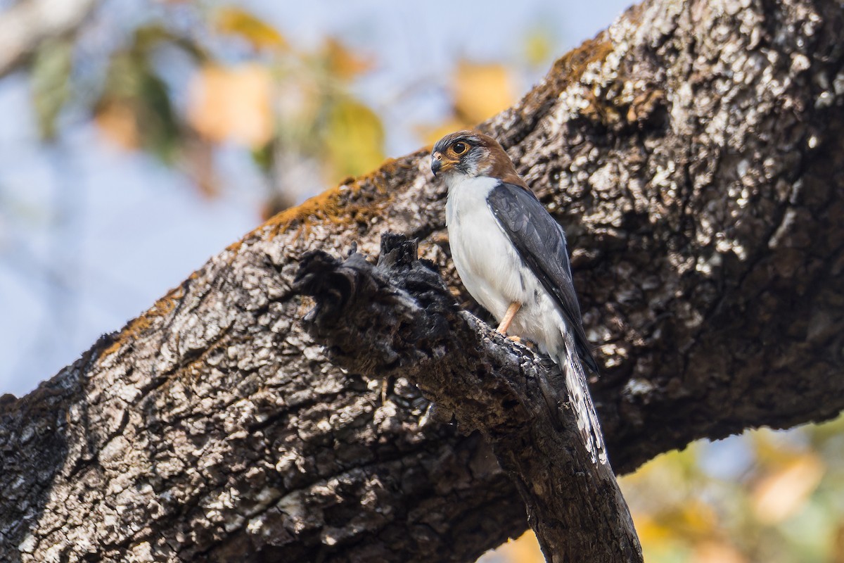 White-rumped Falcon - ML616849158