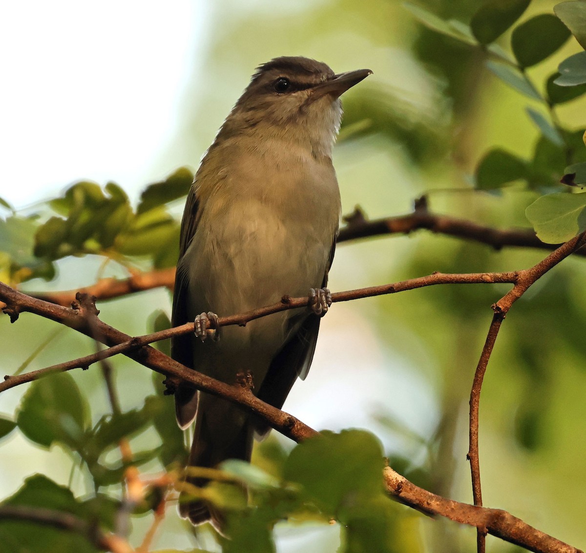 Black-whiskered Vireo - ML616849160