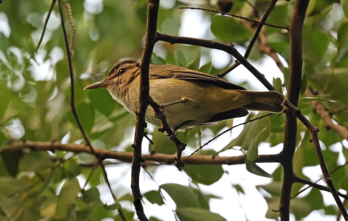 Black-whiskered Vireo - ML616849161