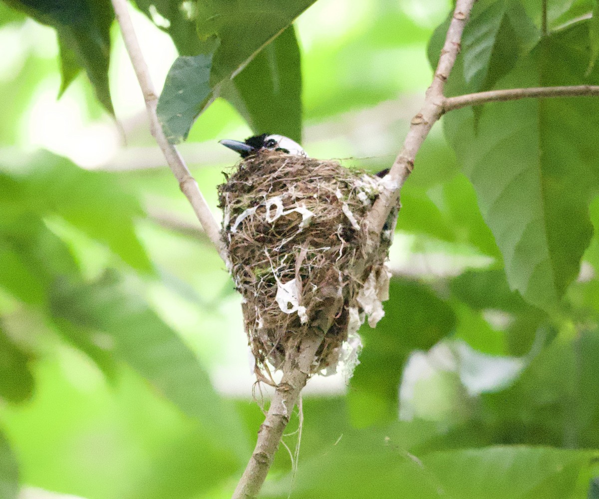 White-capped Monarch - ML616849162