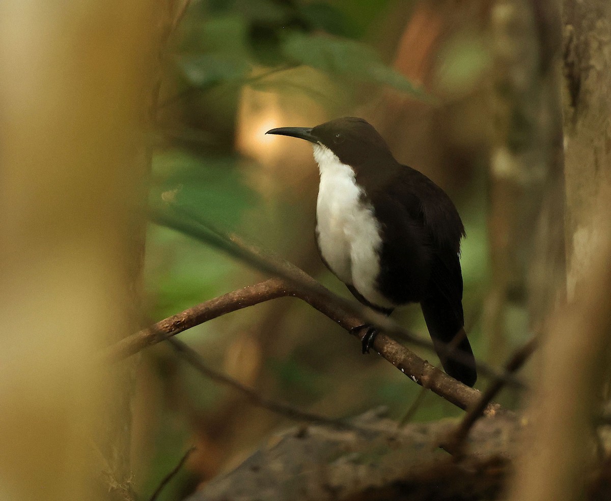 St. Lucia Thrasher - ML616849170