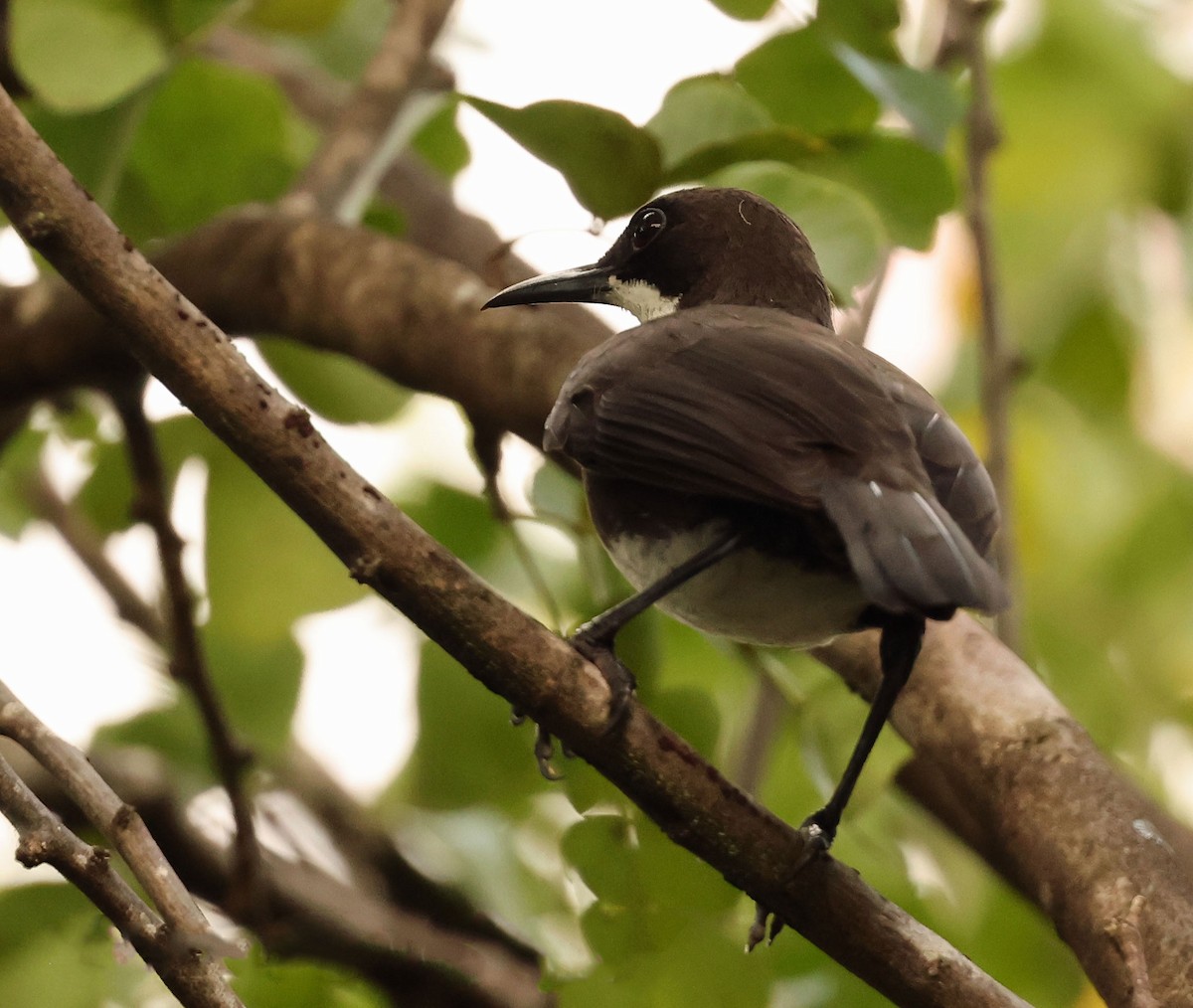 St. Lucia Thrasher - ML616849171