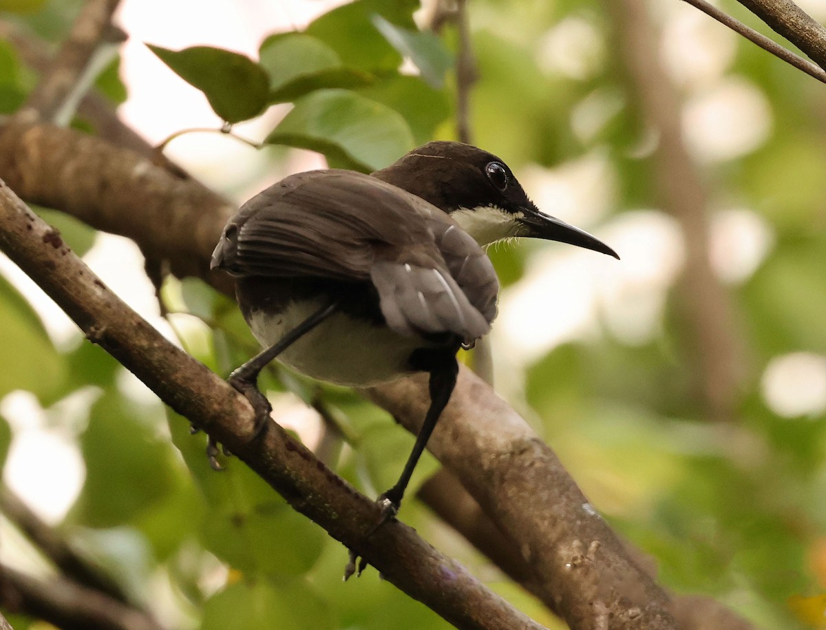 St. Lucia Thrasher - ML616849172