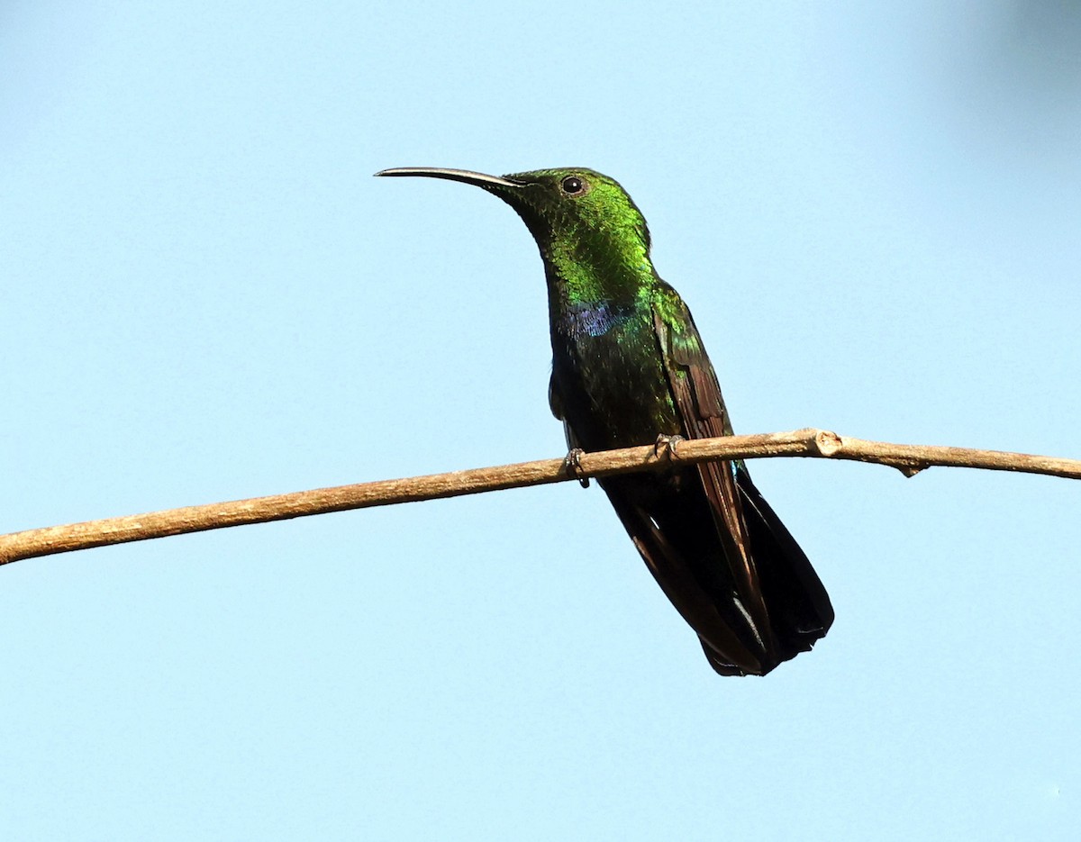 Green-throated Carib - ML616849181