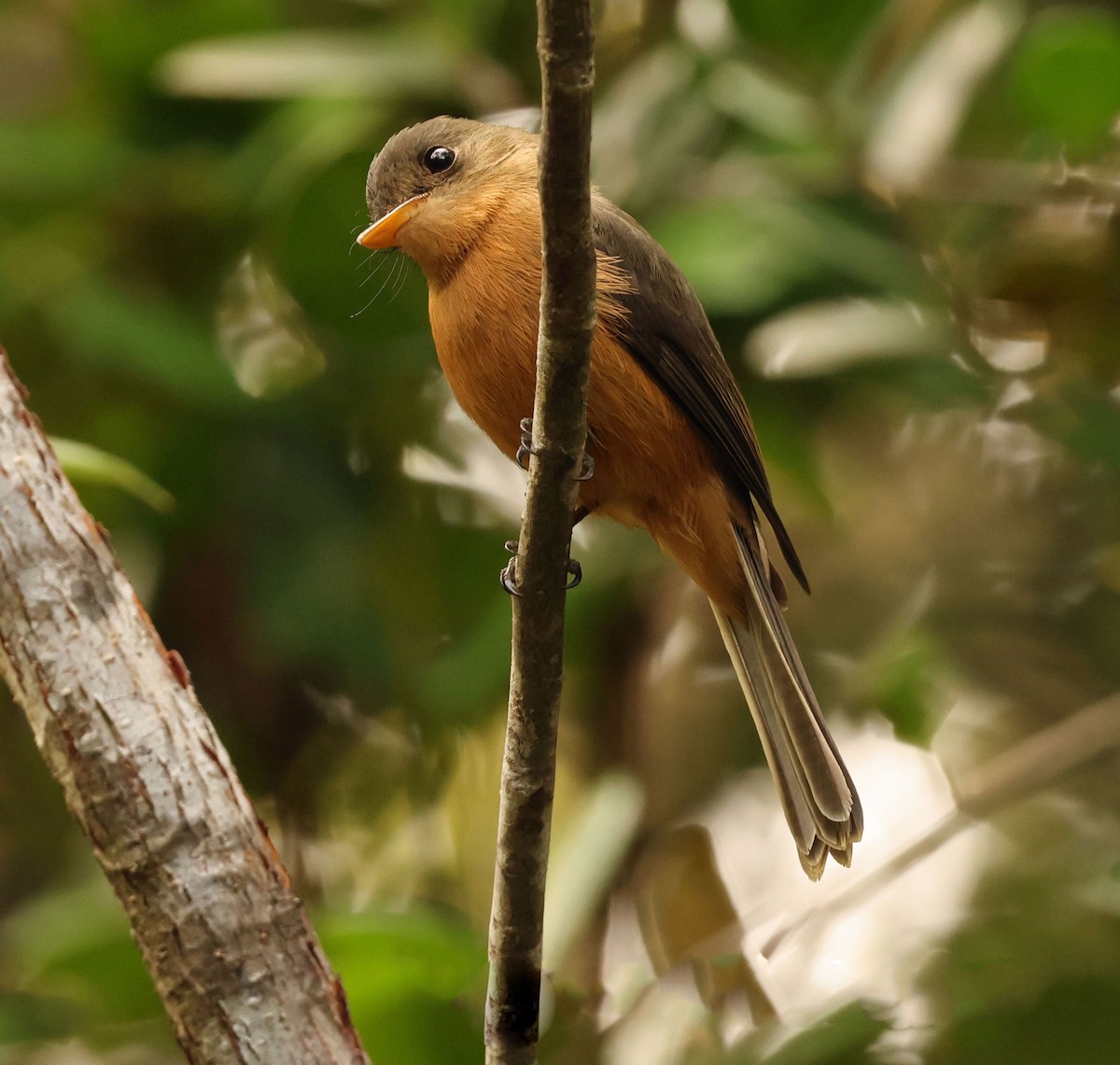 Lesser Antillean Pewee (St. Lucia) - ML616849191