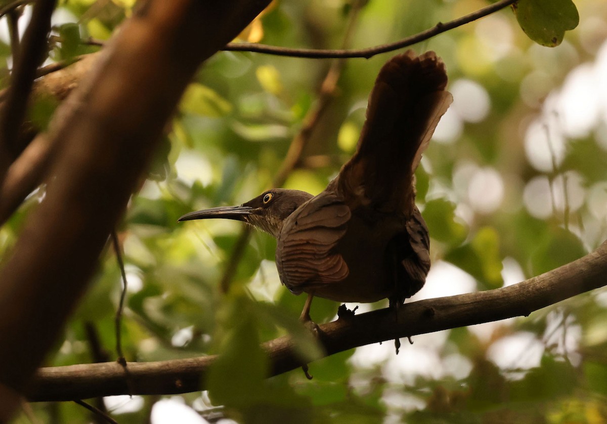 Gray Trembler - ML616849195