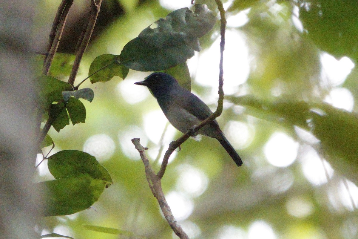 White-bellied Blue Flycatcher - Paul Holmes