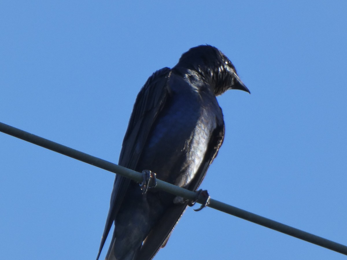 Purple Martin - Tarra Lindo