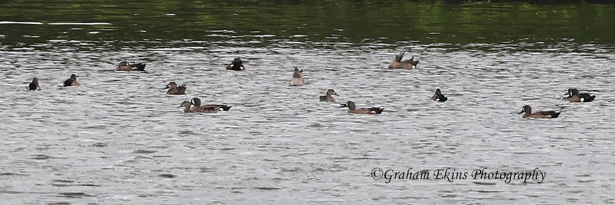 Blue-winged Teal - ML616849247
