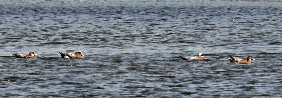 American Wigeon - ML616849248