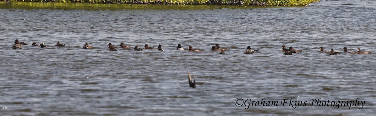 Ring-necked Duck - ML616849253
