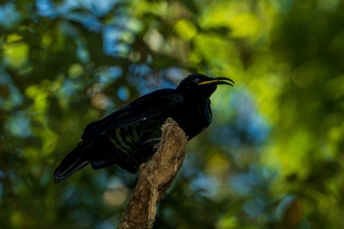 Paradise Riflebird - James Churches