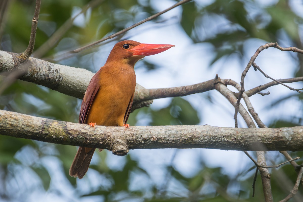 Ruddy Kingfisher - ML616849255