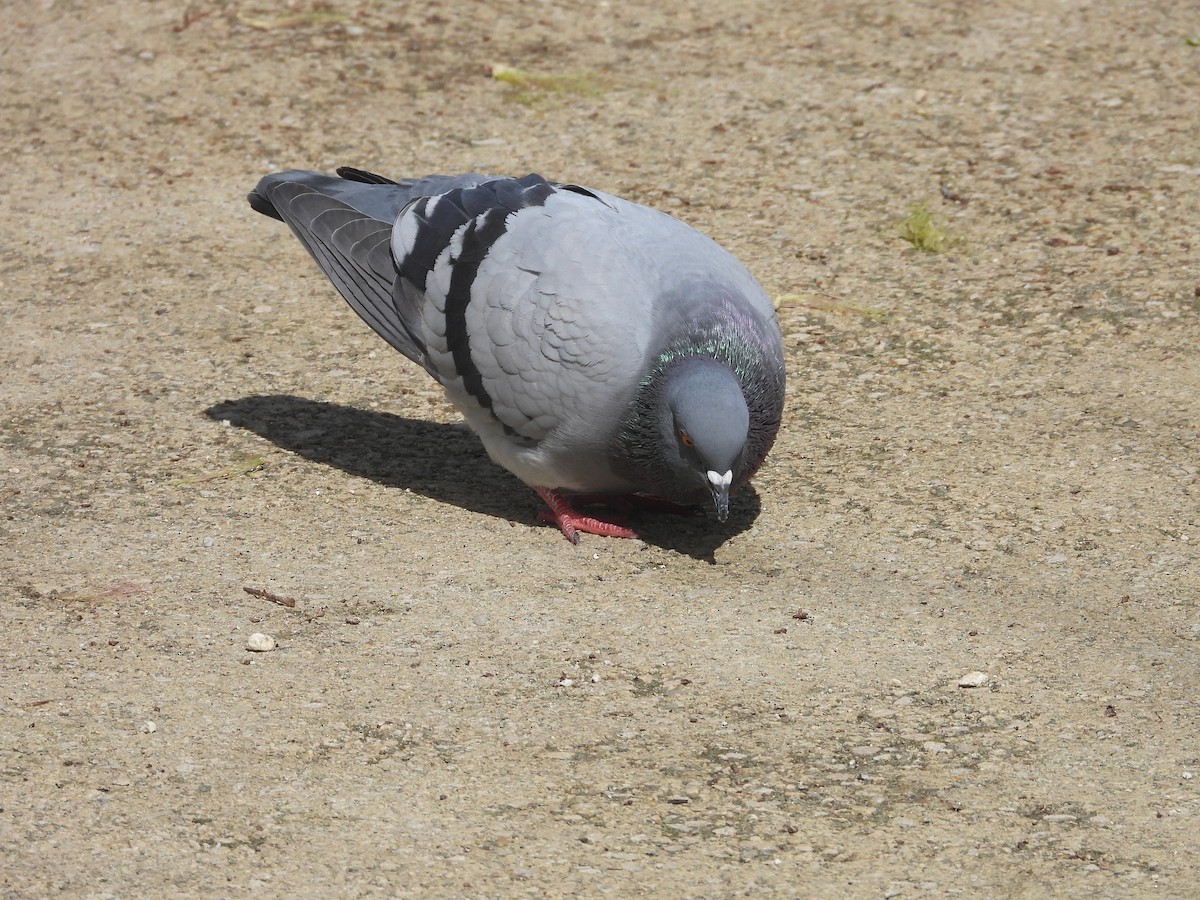 Rock Pigeon (Feral Pigeon) - ML616849257