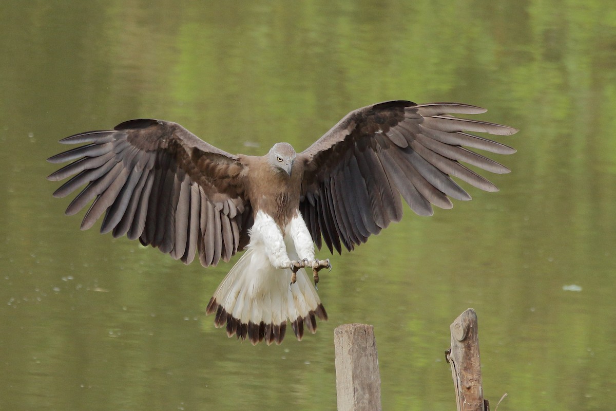 Gray-headed Fish-Eagle - ML616849263