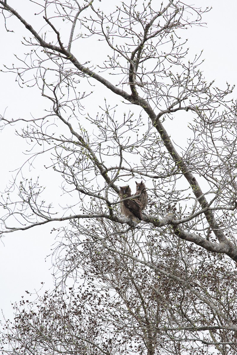 Dusky Eagle-Owl - ML616849295