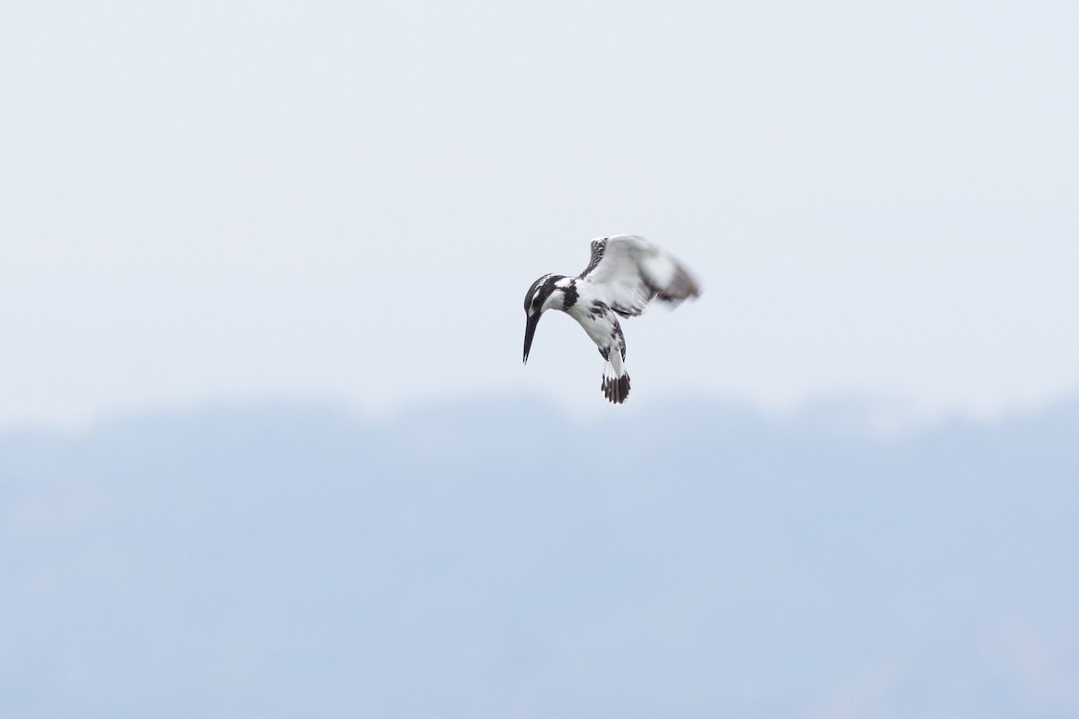 Pied Kingfisher - ML616849298