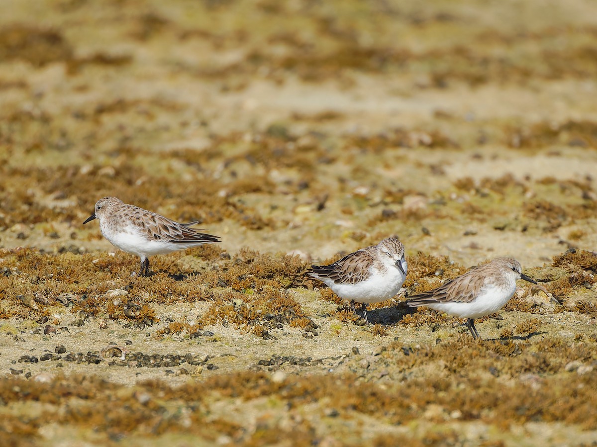 Red-necked Stint - ML616849323