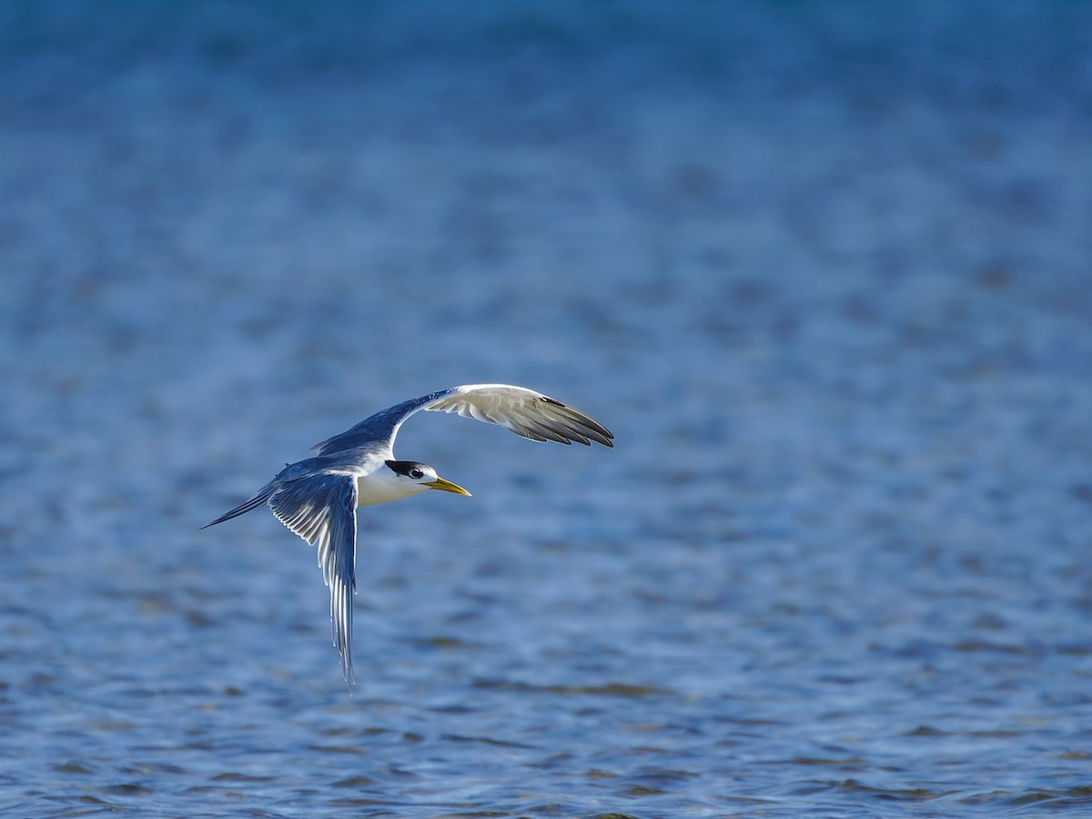 Great Crested Tern - Justine Albao