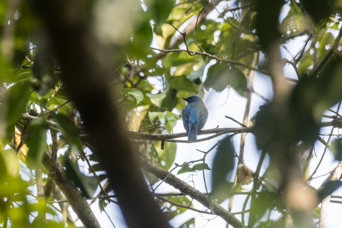 Zappey's Flycatcher - ML616849331