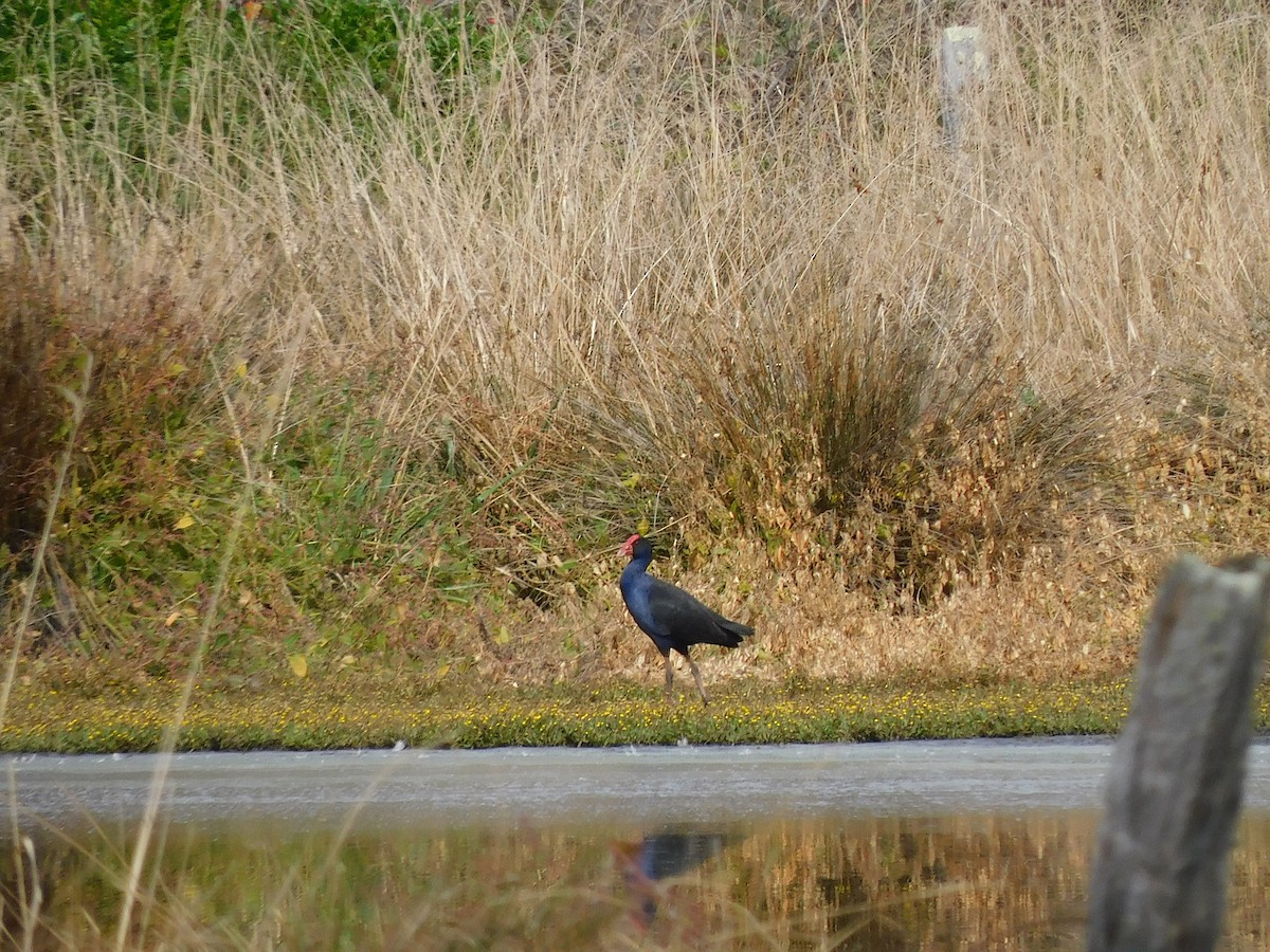 Australasian Swamphen - ML616849332