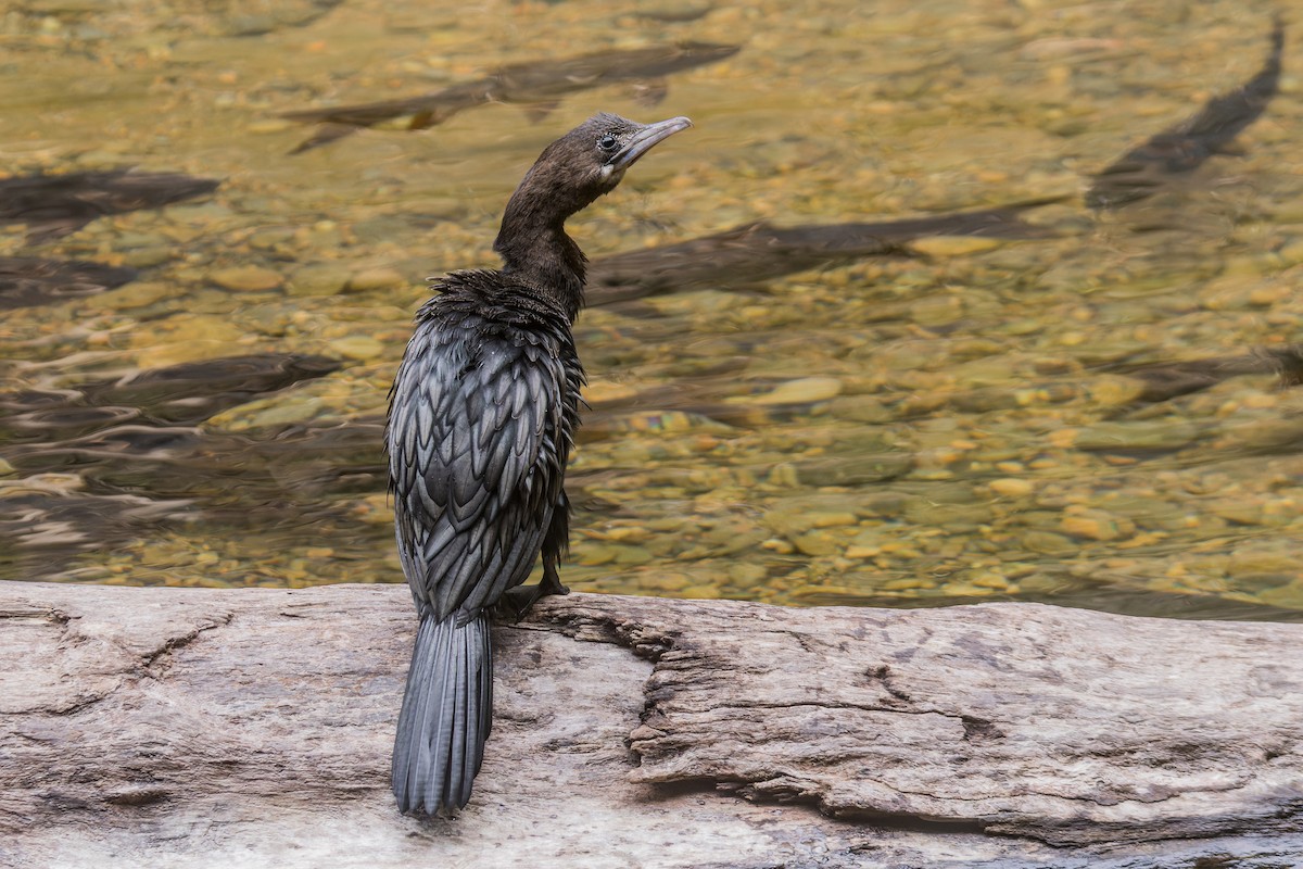 Little Cormorant - Wich’yanan Limparungpatthanakij