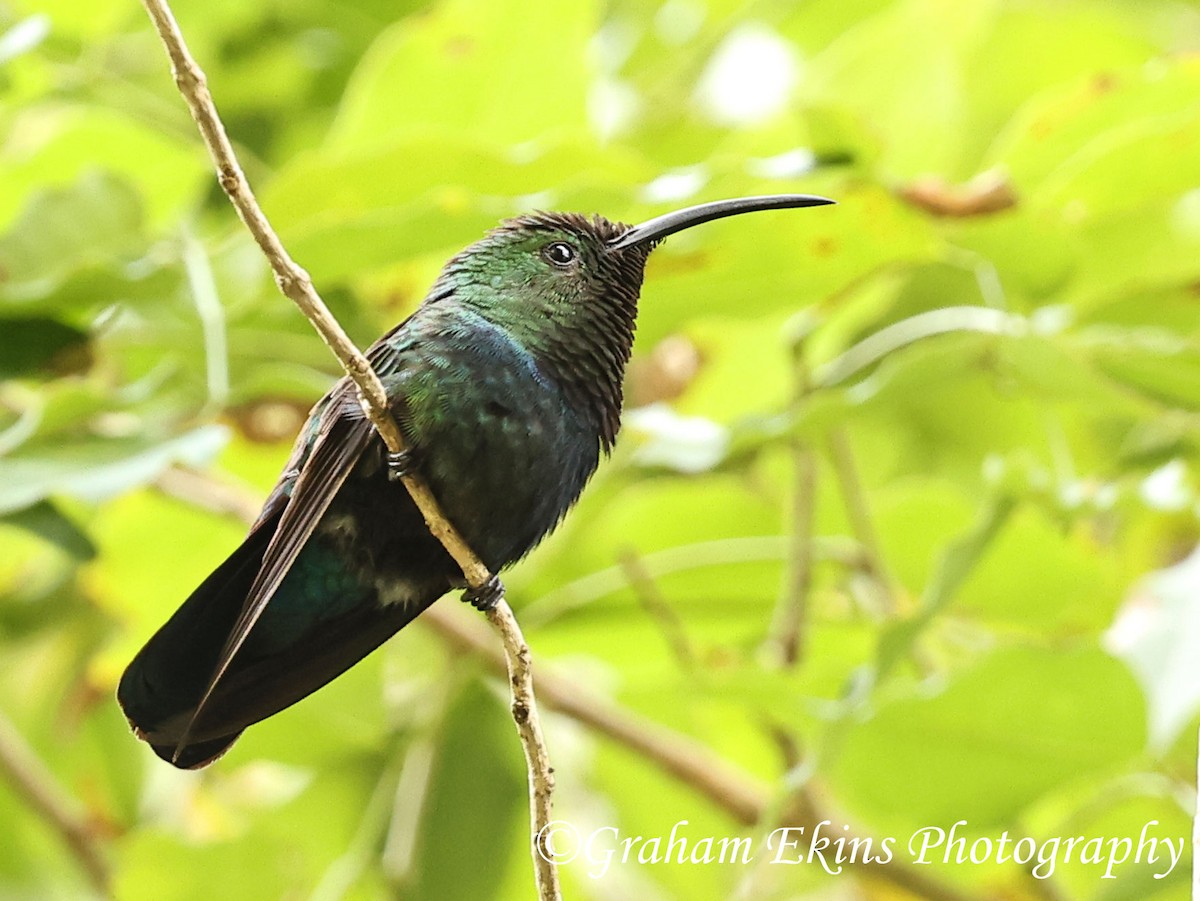 Green-throated Carib - Graham Ekins