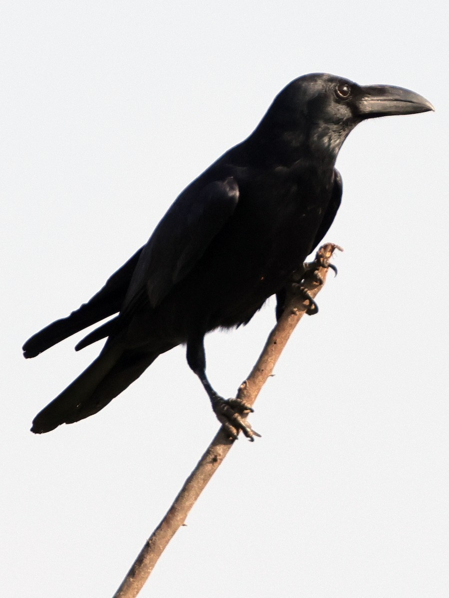 Large-billed Crow - ML616849400