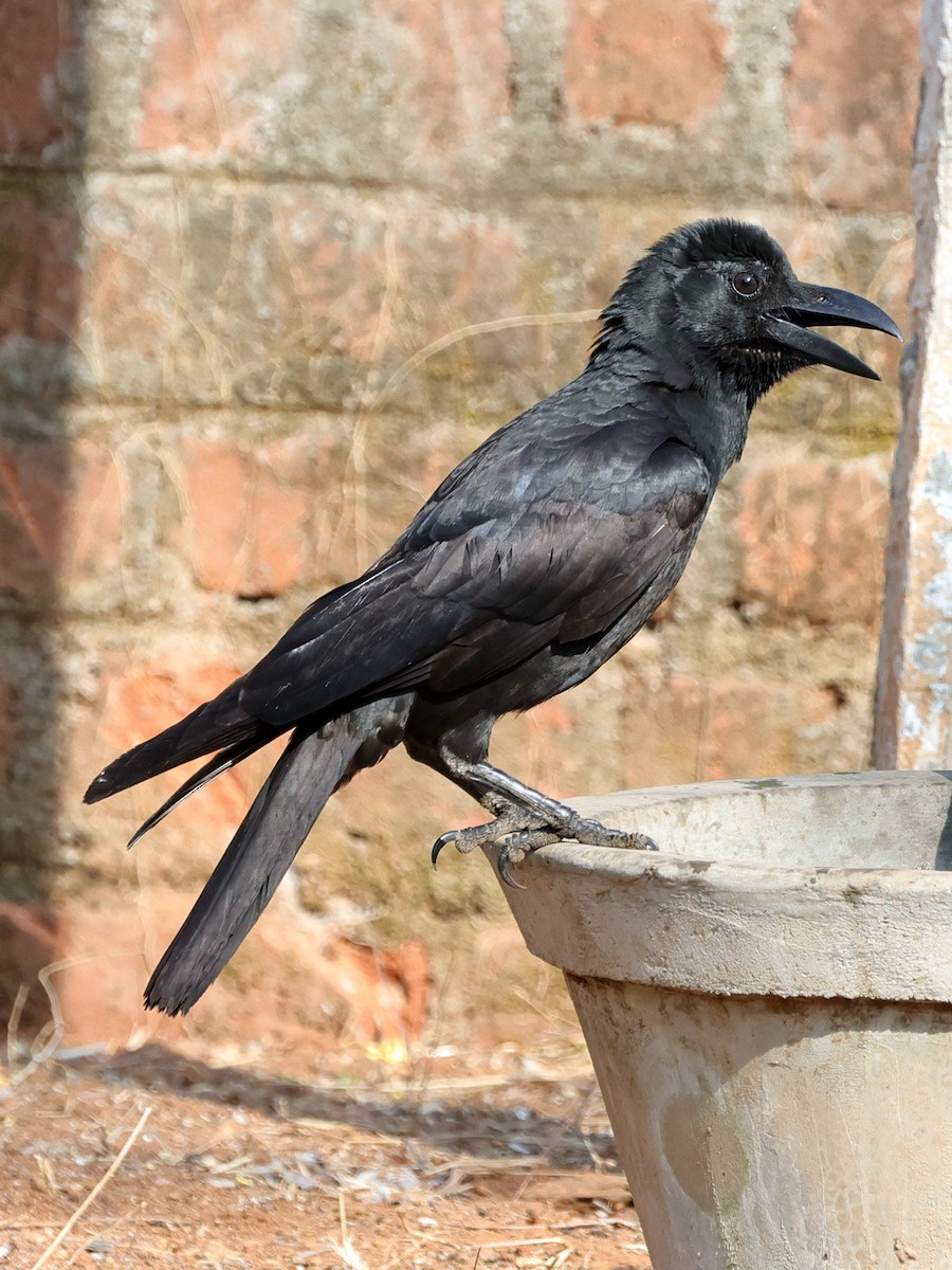 Large-billed Crow - ML616849402