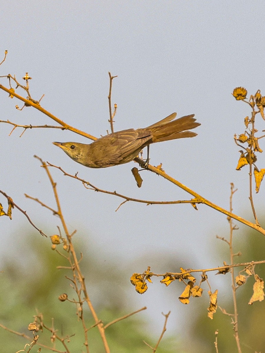 Thick-billed Warbler - ML616849413