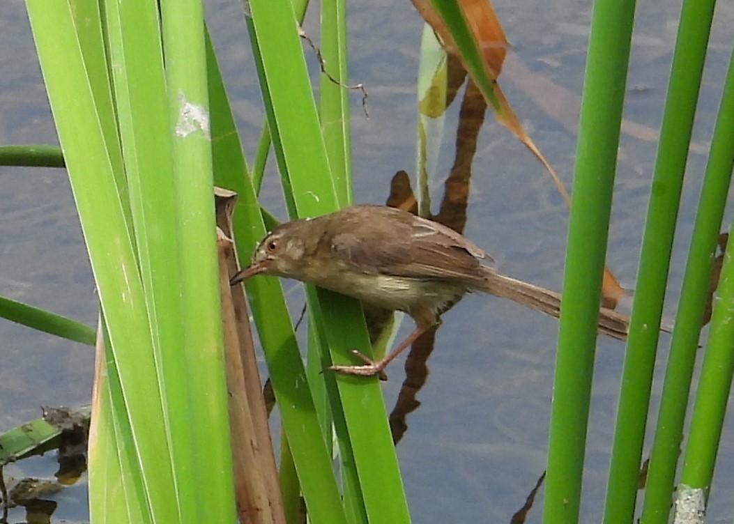 Plain Prinia - ML616849422